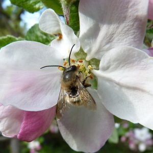 Red mason bee on apple blossom