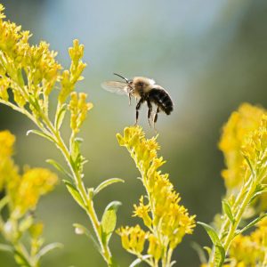 bumblebees-climate-minden_90746536.adapt.1900.1