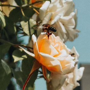 vegan-plant-based-how-to-help-bees